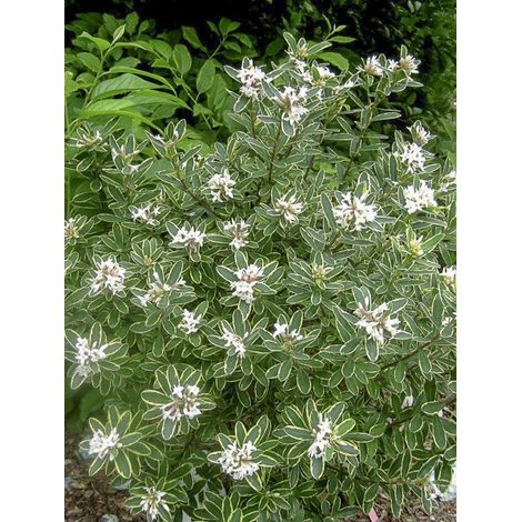 Bois-joli 'Summer Ice' Pot de 3L/4L (1/3)