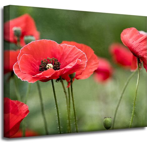 Leinwanddruck Botanik Rote Mohnblumen 50x40 cm Blumen Flora