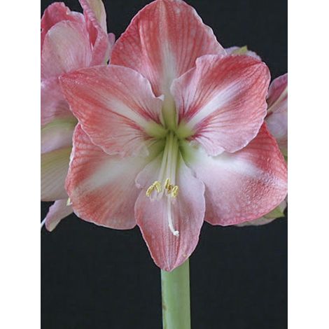 Amaryllis 'Faro' Bulbe calibre 30/32, Extra (1/2)