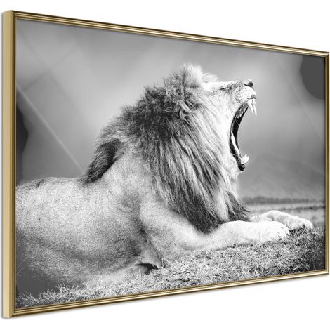 Affiche Murale Encadrée "Yawning Lion" 60 x 40 cm Or