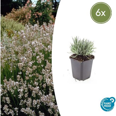Lot de 6 Lavandes Blanches Edelweiss - Lavandula intermedia - Hauteur 10-25cm - Pot Ø 9cm - PANGIVO (1/5)