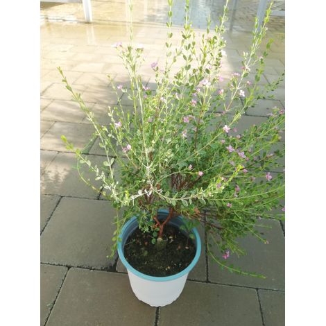 Boronia Crenulata v15