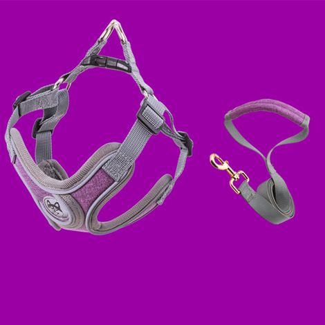 GARRYFIZH Harnais Réfléchissant avec Laisse 1.5m – Pour Chiens de Taille Petite et Moyenne, Confortable et Respirant (Violet) (1/5)