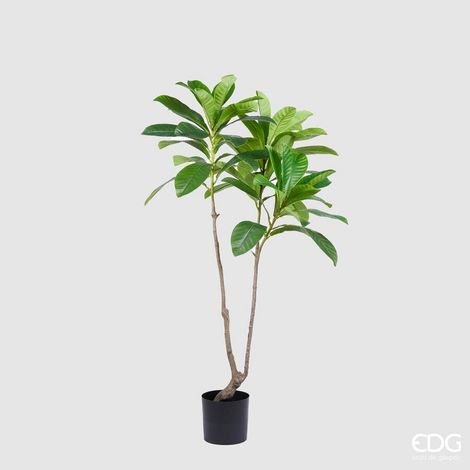 EDG Enzo De Gasperi Pianta Artificiale Nespolo Giapponese Chic x3 con Vaso H 150 Cm – Pianta Decorativa Realistica Design Moderno