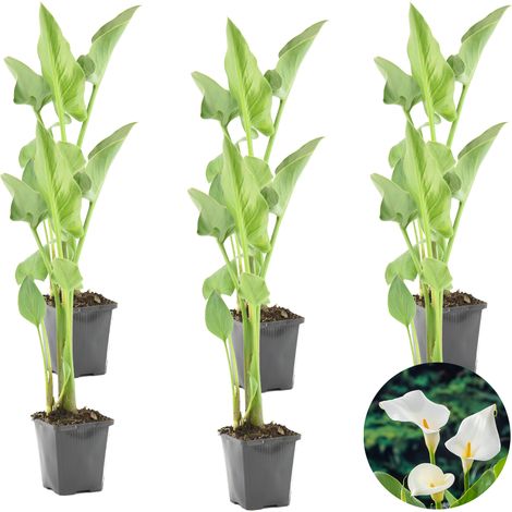Bloomique - Lot de 6 - Zantedeschia Aethiopica - Arum blanc - Plantes de bassin - Résistante au gel - Hauteur 10-20 cm - Pot 9 cm (1/5)