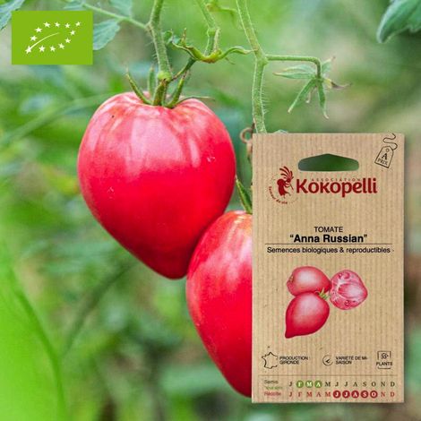 Tomate Anna Russian- Graines bio à semer (1/2)
