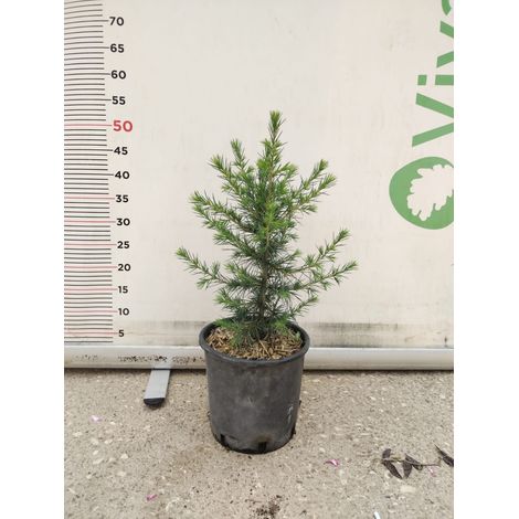 CEDRUS ATLANTICA VASO 20 pianta di cedro dell'atlante