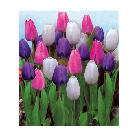 OFFRE FABRE : 30 TULIPES