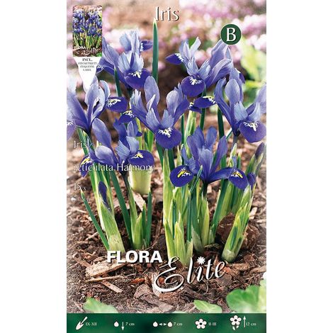 IRIS RETICULATA HARMONY (CONFEZIONE DA 15 BULBI)