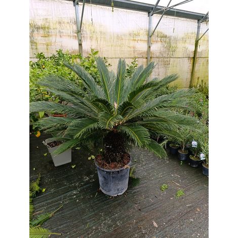Cycas Cicas Revoluta Palma Nana in Mastello Ă¸55 h tronco 50 cm altezza totale 110 cmâ€“Pianta Ornamentale Sempreverde da Esterno e Interno Luminoso Tropicale Resistente â€“ Ideale per Giardino, Terra (1/2)