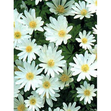 Anémone de Grèce 'White Splendour' Godet de 8/9 cm calibre 5+