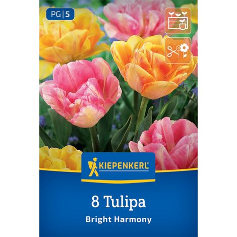 Kiepenkerl Herbstblumenzwiebel Tulpen Mischung Bright Harmony 8 Stück (1/2)