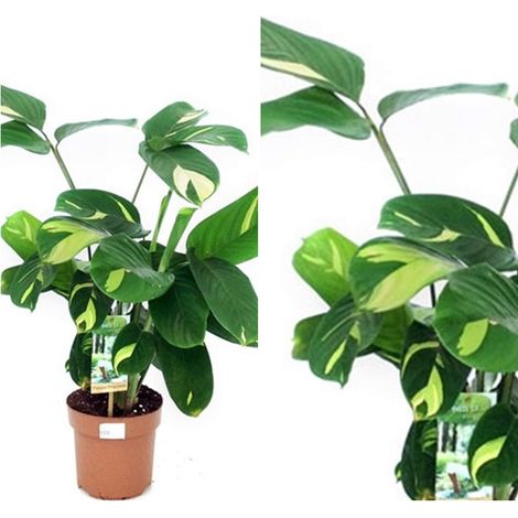 Planta Natural Ctenanthe Golden Mosaic en Maceta M17<span style="color: rgb(102, 102, 102); font-family: Arial, sans-serif; font-size: 14px; background-color: rgb(255, 255, 255);">Planta natural CTENANTHE GOLDEN MOSAIC&nbsp; &nbsp;</span><br style="box-sizing: border-box; color: rgb(102, 102, 102); font-family: Arial, sans-serif; font-size: 14px; background-color: rgb(255, 255, 255);"><span style="color: rgb(102, 102, 102); font-family: Arial, sans-serif; font-size: 14px; background-color: rgb(255, 255, 255);">Presentado&nbsp;en maceta M17</span>