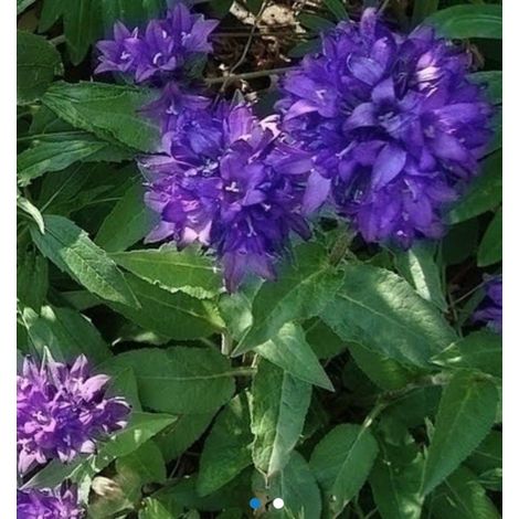 x Campanula glomerata 'Superba' - GLOUDROP BELL - pot 9 x 9 cm