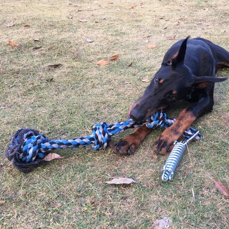 Federseil-Hundespielzeug, Zerrspielzeug für den Außenbereich, Hängeseil für Haustiertraining (1/5)