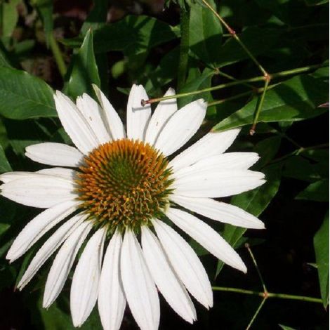 4 x Rudbeckia pourpre 'White Swan' - godet 9x9 cm