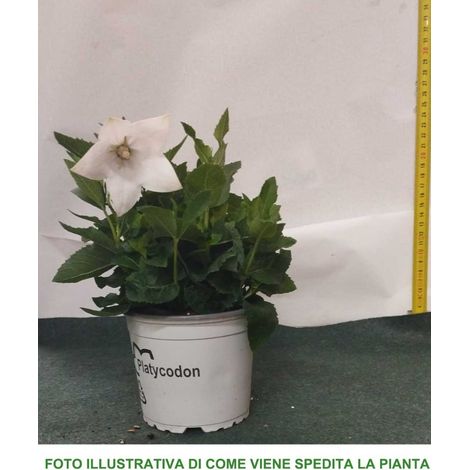 PLATYCODON BIANCO CAMPANULA VASO 12CM