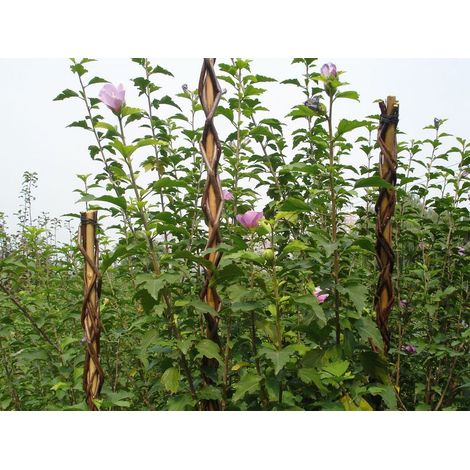Stab Garden Willow 130 cm, Weide, Stütze für Pflanzen
