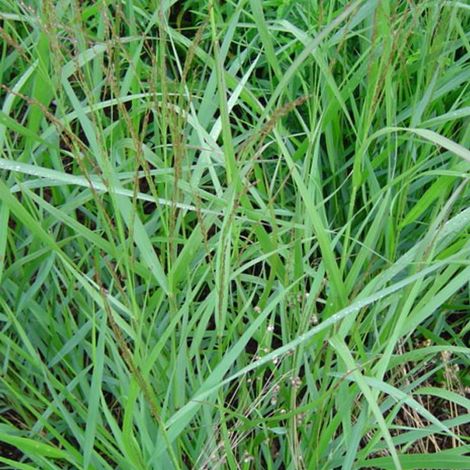 4 x Panic effilé  - Panicum virgatum 'Warrior'  - godet 9x9 cm