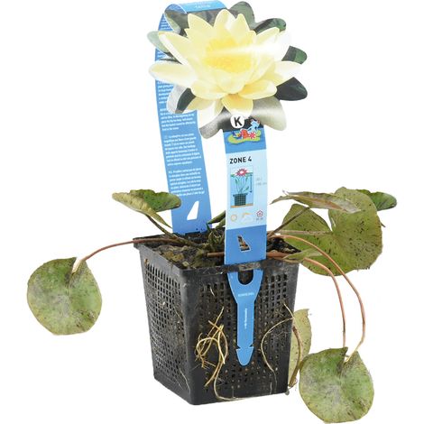 Bloomique - Nymphaea Marliacea Chromat - Nénuphar - Jaune - Plantes de bassin - Plantes aquatiques - Rustique - Hauteur 10-20 cm - Pot 11 cm
