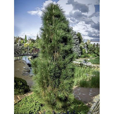 Pin noir 'Green Tower' Pot de 2L/3L (1/4)