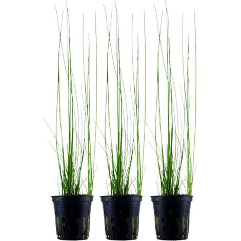 Aquarium Pflanze 3 Stück Eleocharis montevidensis Wasserpflanze Nr.132D Set
