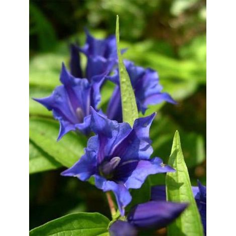Gentiane asclépiade Godet de 8/9 cm (1/2)