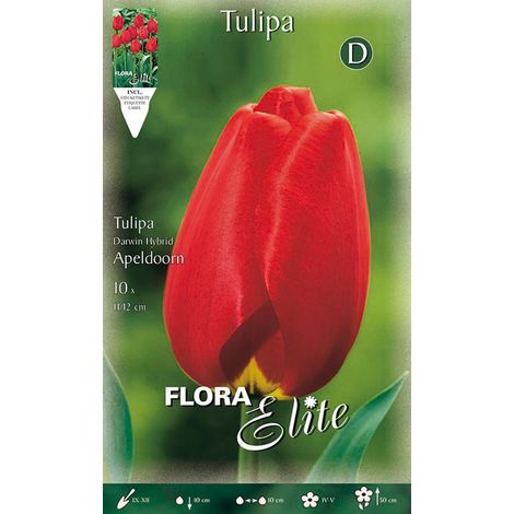 TULIPANO DARWIN HYBRID APELDOORN (CONFEZIONE DA 10 BULBI)