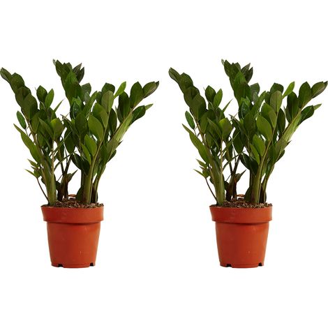 Bloomique - Lot de 2 - Zamioculcas Zamiifolia - Palmier d'intérieur - Plante ZZ - Plantes d'intérieur - Purifiant l'air - Très facile d'entretien - 30-40 cm de haut - Pot 12 cm