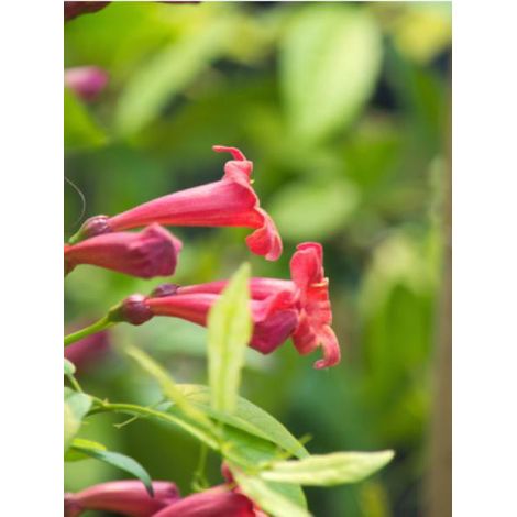 Bignone 'Atrosanguinea' Pot de 2L/3L (1/2)