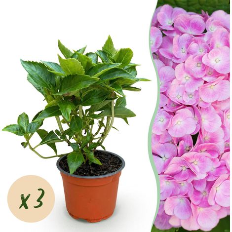 Hortensia Rose Hydrangea macrophylla Arbuste de Jardin Rustique Lot de 3 Plantes Pot 12 cm - PANGIVO (1/5)