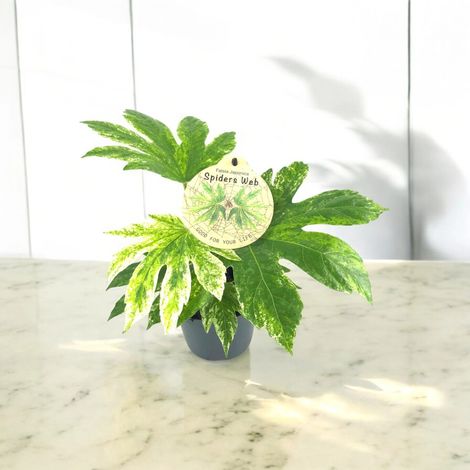 Gardenaria Fatsia japonica variegata (Aralia) - Pianta da interno ornamentale - Altezza: 25 cm (vaso 12) (1/5)