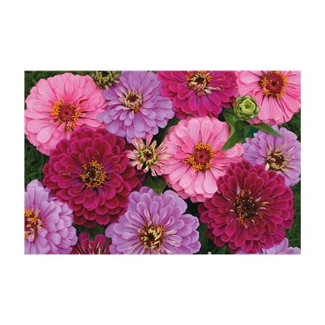 ZINNIA ART DECO - 1 G