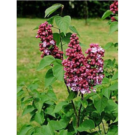 Lilas commun 'Paul Thirion' Pot de 7,5L/10L (1/4)
