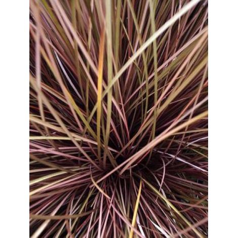 Laîche 'Milk Chocolate' Godet de 8/9 cm (1/3)