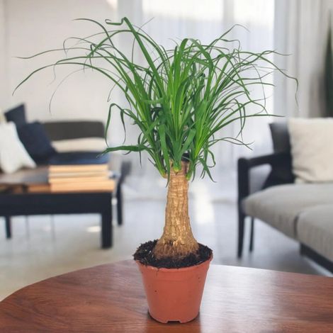 Gardenaria Beaucarnea recurvata (Mangiafumo) - Pianta da interno ornamentale - Altezza: 120 cm (vaso 27) (1/5)