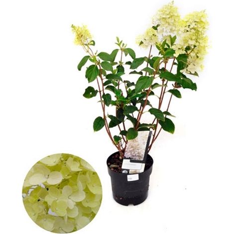 Planta Natural Hortensia Paniculata en Maceta