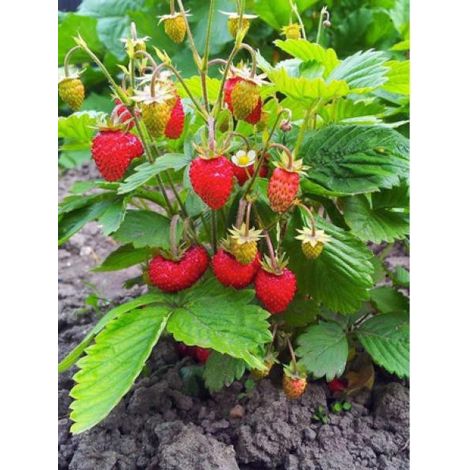 Fraisier 'Anais' - remontant Godet de 7/8 cm