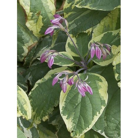 Arbre du clergé 'Variegata' Pot de 3L/4L