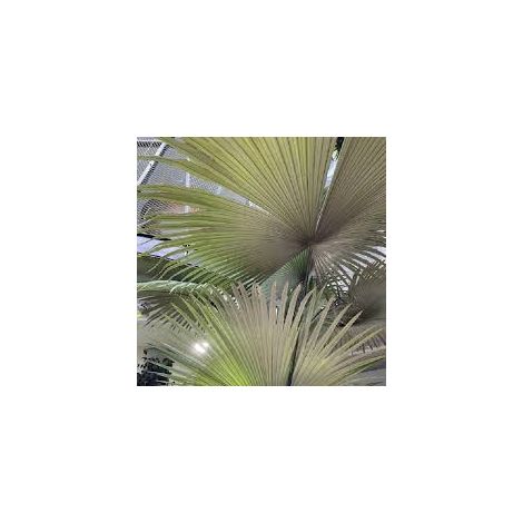 Kerriodoxa elegans palma bianca h 2.00 m vaso 70 tropicale rara