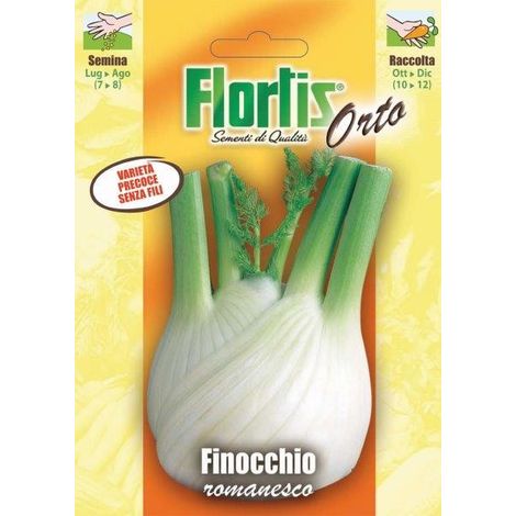 FINOCCHIO ROMANESCO