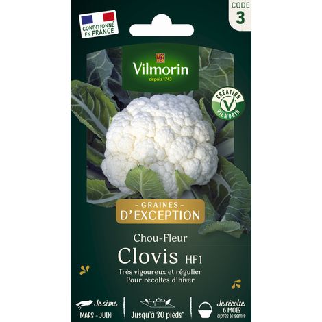 Chou-fleur Clovis F1 - Graines d'Exception Vilmorin (1/2)