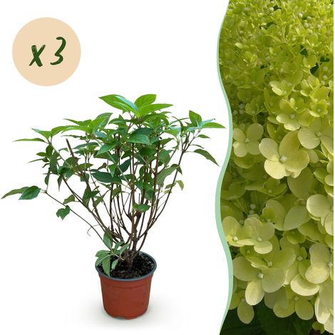 Hortensia Paniculé Limelight Hydrangea Paniculata Vert Citron Lot de 3 Plantes Pot 12cm - PANGIVO (1/4)