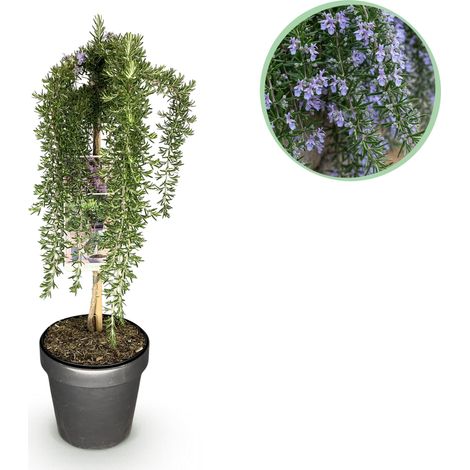 Romarin sur Tige Rosmarinus officinalis Prostratus Plante de Terrasse Violet Pot 19cm 70-90cm - PANGIVO (1/5)