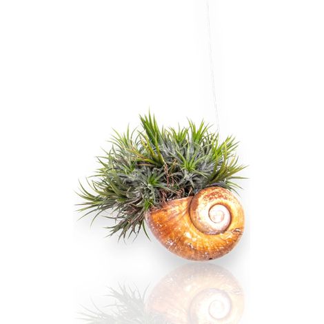 Gardenaria Tillandsia 'Shelly' - Pianta da interno ornamentale - Altezza: 30 cm (vaso 10) (1/5)