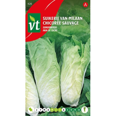 Chicorée Sauvage Elmo - Ca. 1,5 gr (Livraison Gratuite) (1/2)