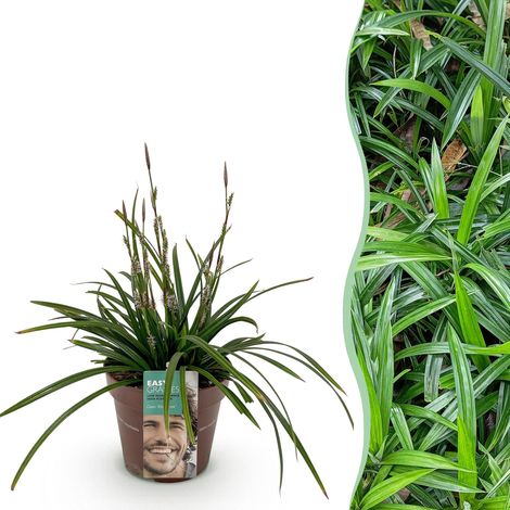 Carex morrowii Irish Green Graminée Ornementale Rustique et Persistante Vert et Jaune Pot 17cm - PANGIVO (1/5)