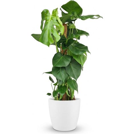 Monstera Deliciosa Plante d'Intérieur sur Tuteur avec Pot Blanc Ø 19 cm Hauteur 90 cm - PANGIVO (1/5)