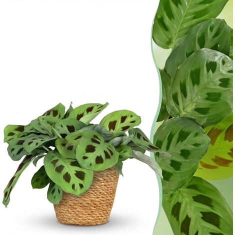 Maranta Fascinator Kerchoveana Plante d'Intérieur Zèbre avec Panier Pot Ø 12 cm Hauteur 25 cm - PANGIVO (1/5)