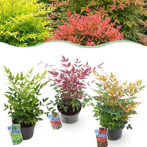 Nandina Domestica Lot de 3 Arbustes de Jardin Persistants Tricolores Jaune Rouge Orange 45cm - PANGIVO (1/5)
